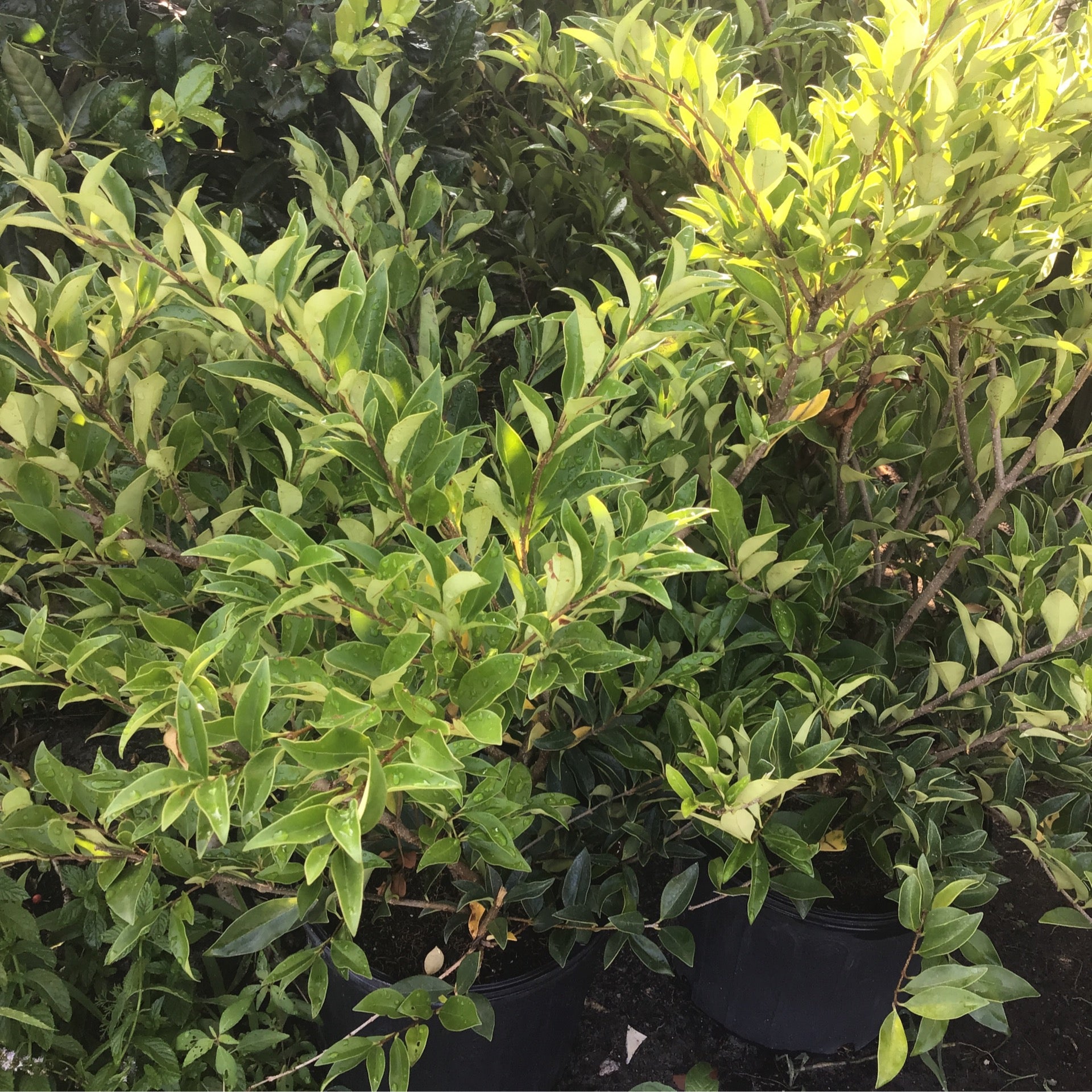 Durable Ligustrum Shrubs | Lush Foliage for Hedging and Privacy Screens |  Alex Pinestraw & Mulch, LLC