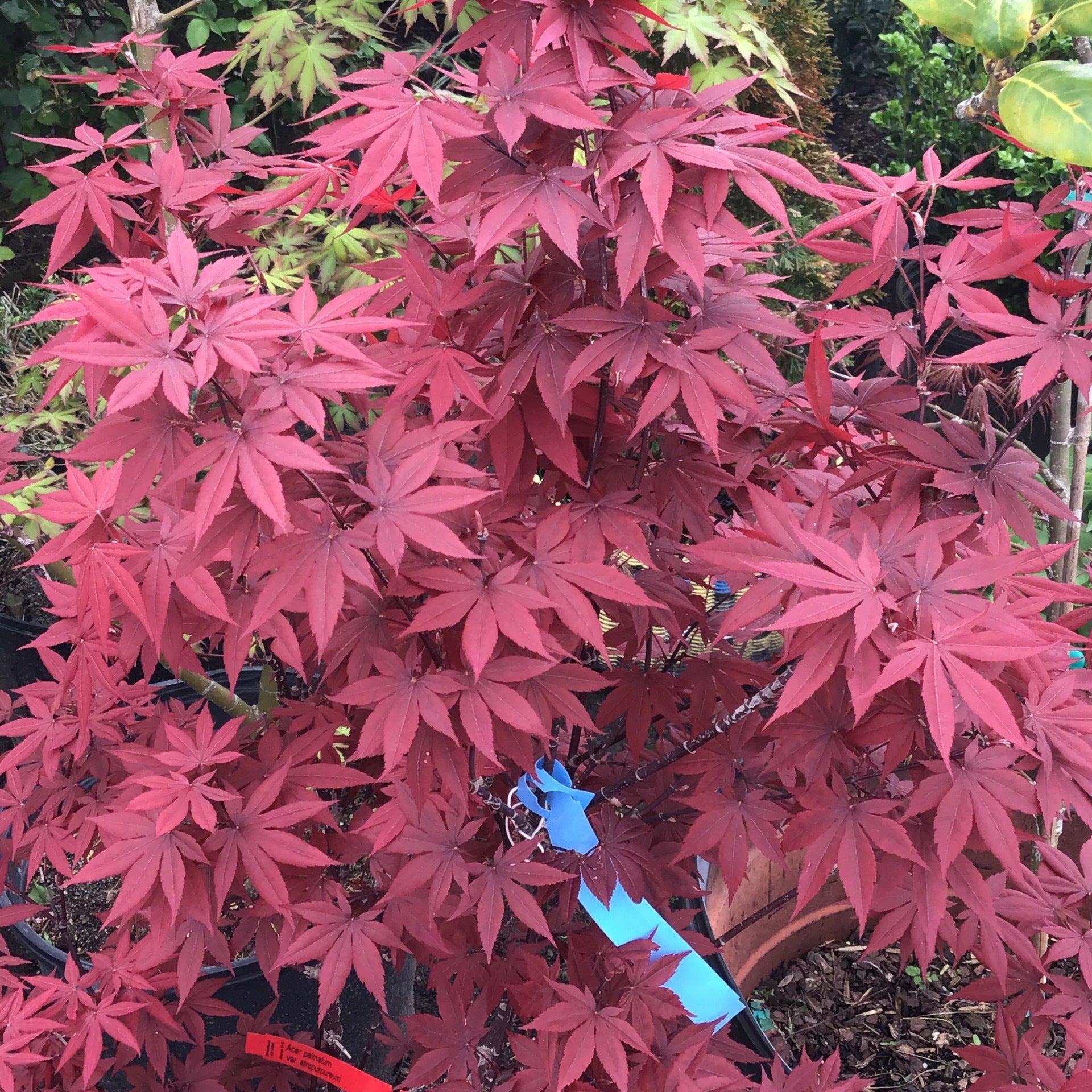Red Japanese Maple Trees Vibrant Foliage for Standout Garden Beauty