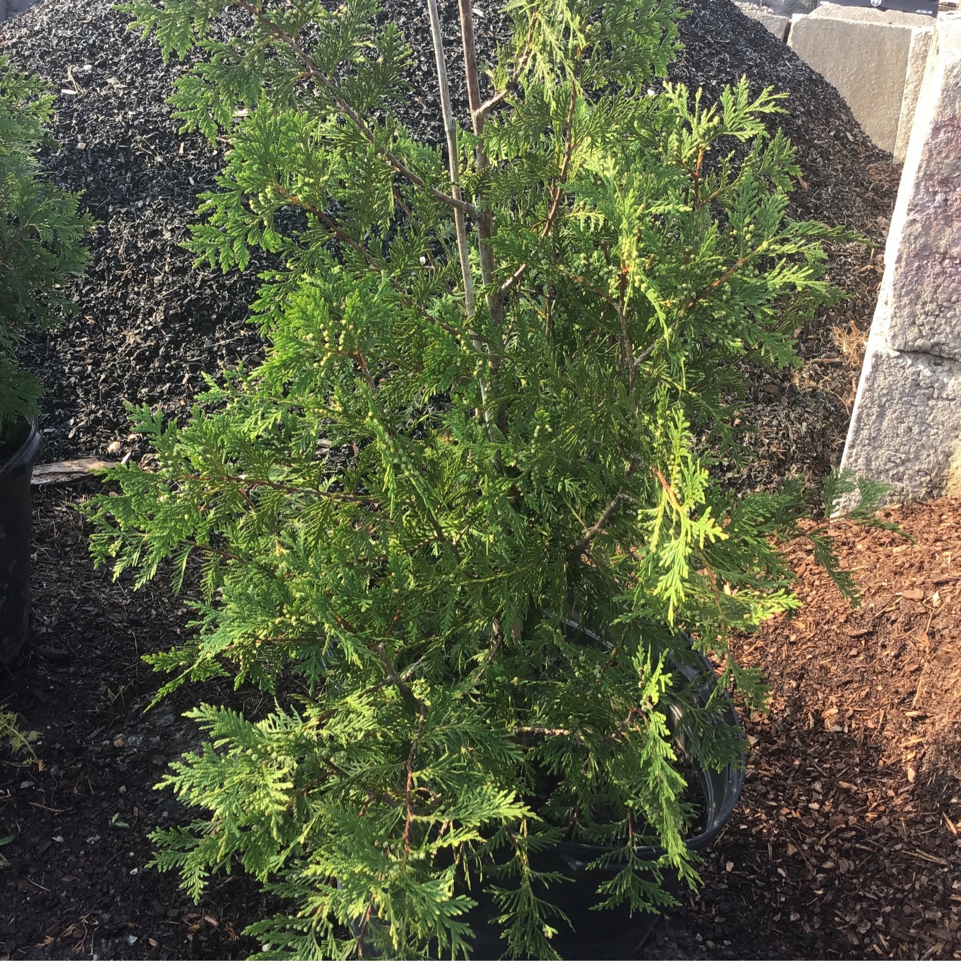 Thuja Green Giant Large Robust & FastGrowing Privacy Trees Alex