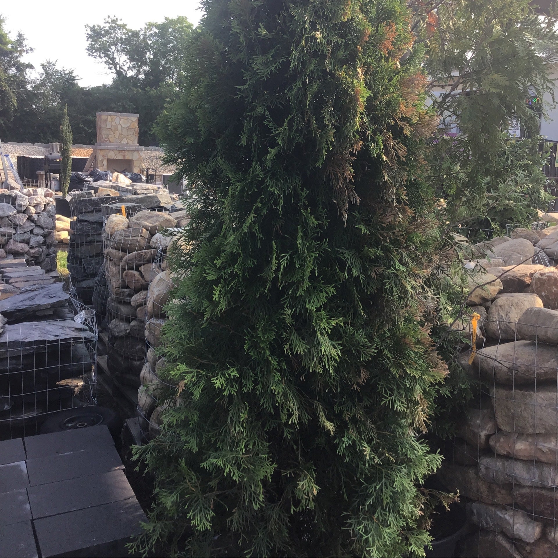 Thuja Emerald Green Elegant & Compact Evergreen Privacy Tree Alex